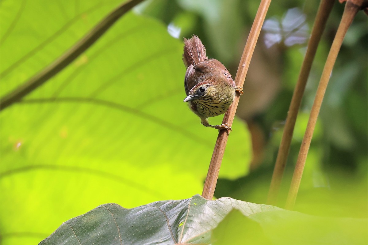 Pin-striped Tit-Babbler - ML623466638