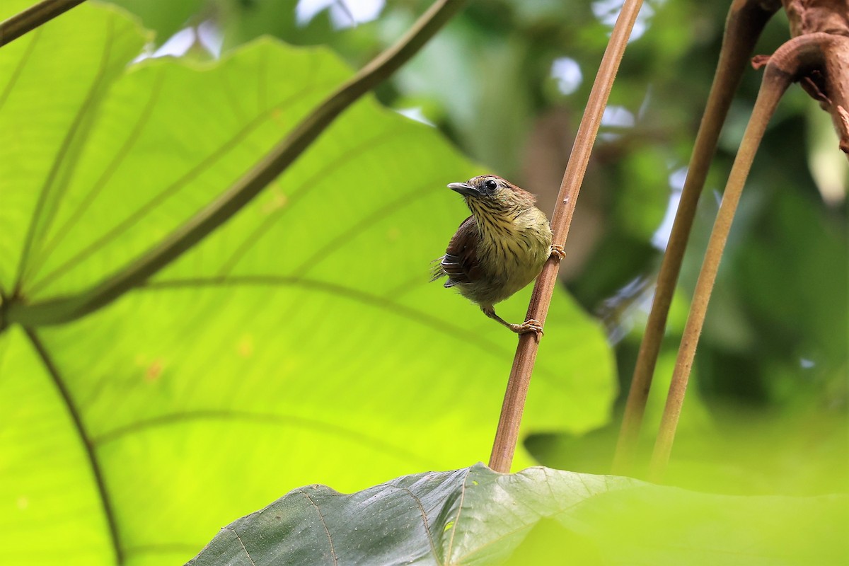 Pin-striped Tit-Babbler - ML623466639