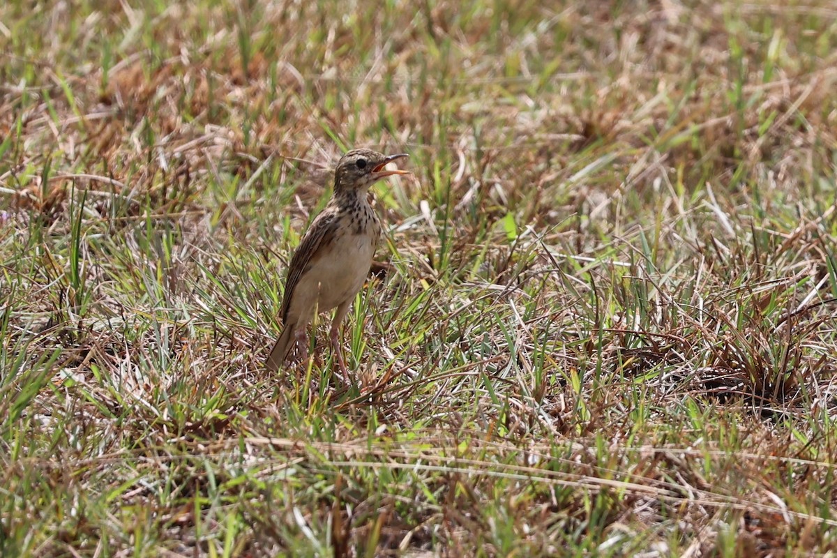 Paddyfield Pipit - ML623466641