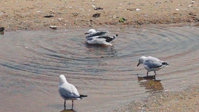 Silver Gull - ML623466692
