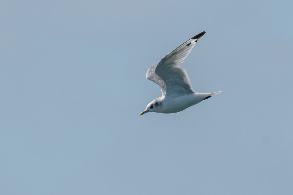 Black-legged Kittiwake - ML623466744