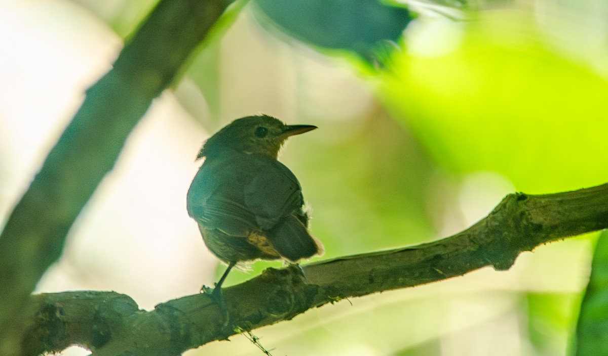 Slaty Antwren - Travis Vance