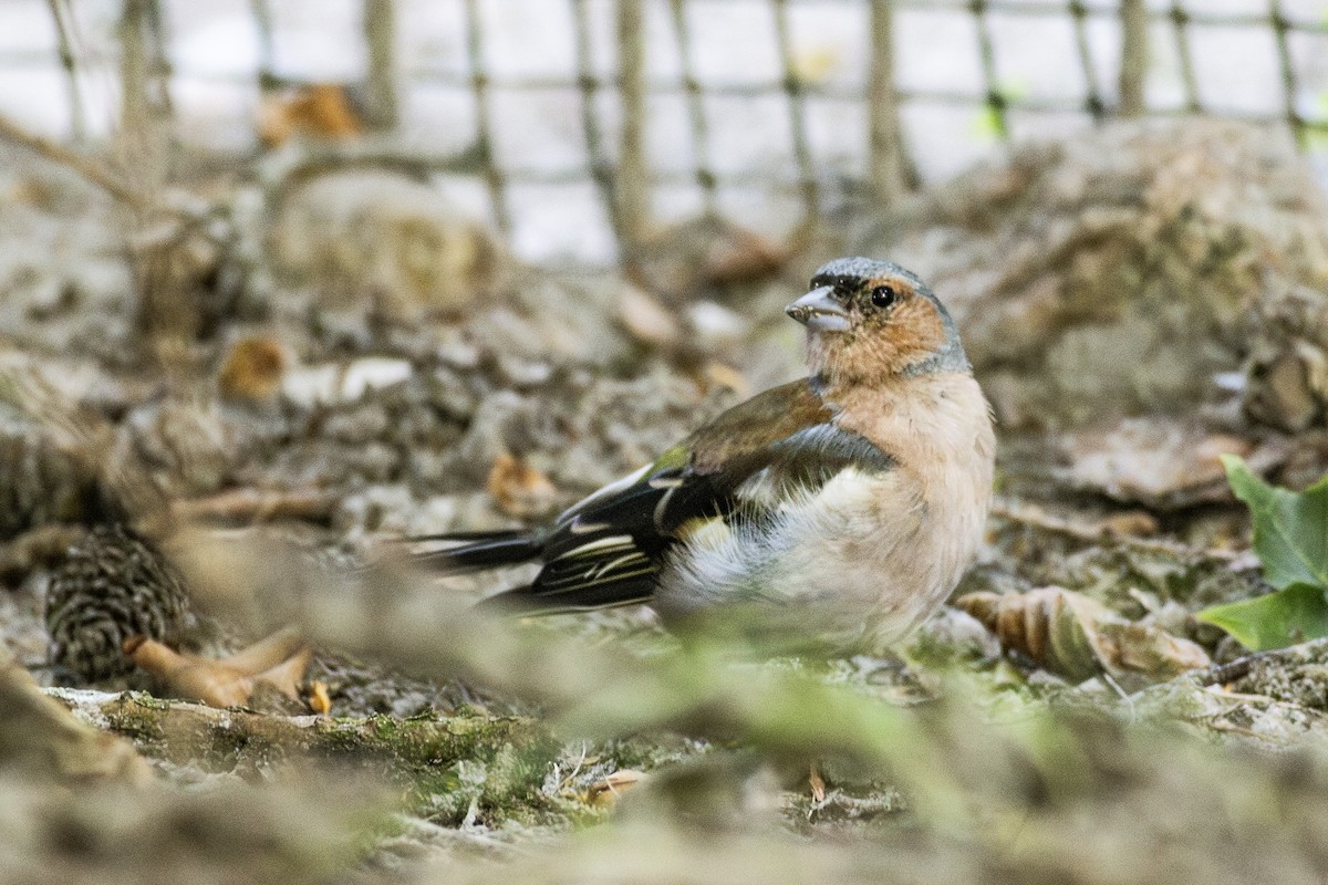 Common Chaffinch - ML623466796