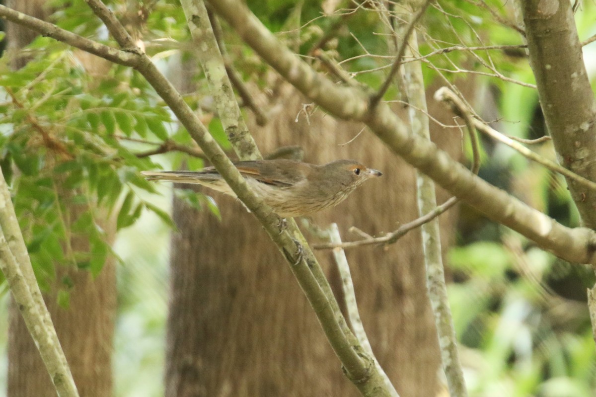 Gray Shrikethrush - ML623466797