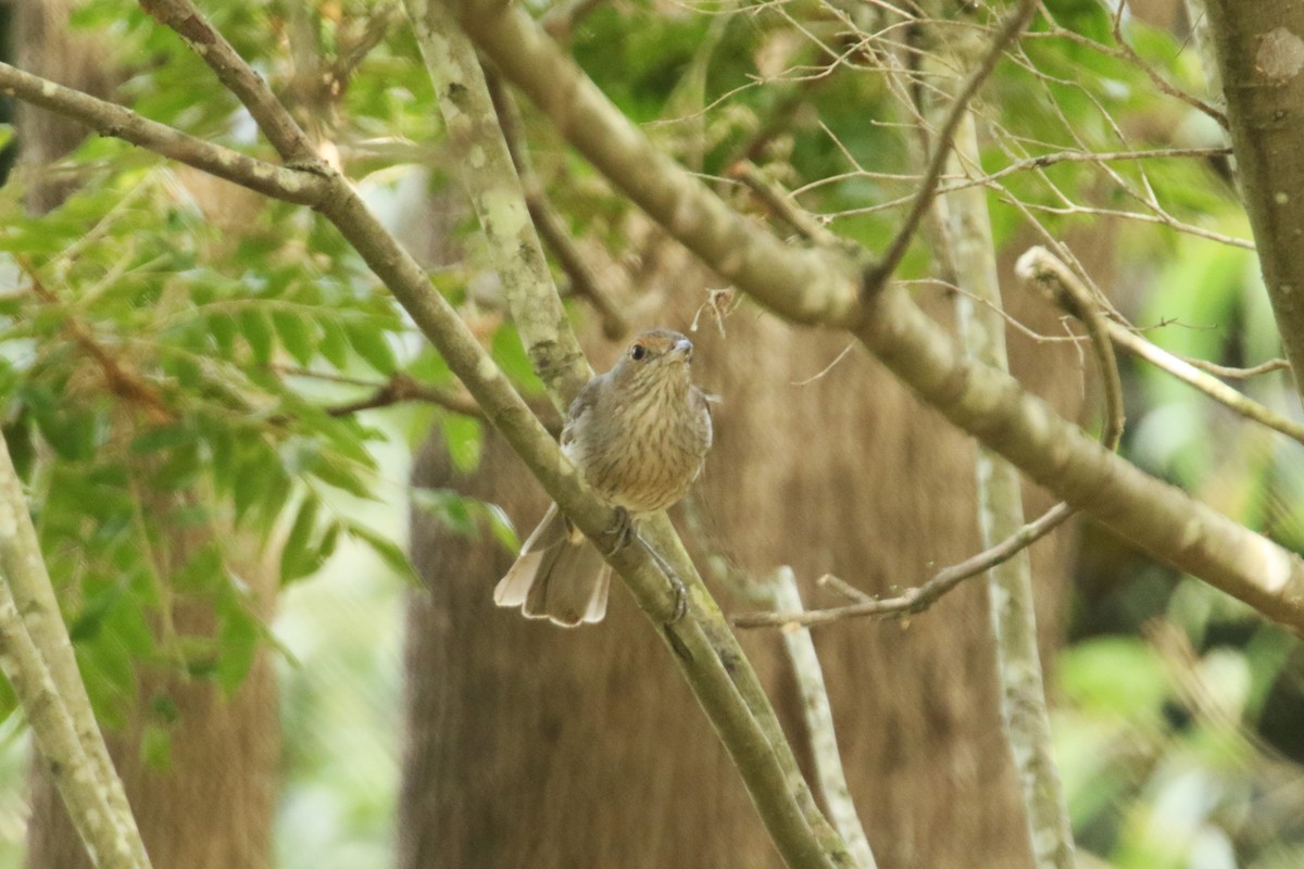 Gray Shrikethrush - ML623466818