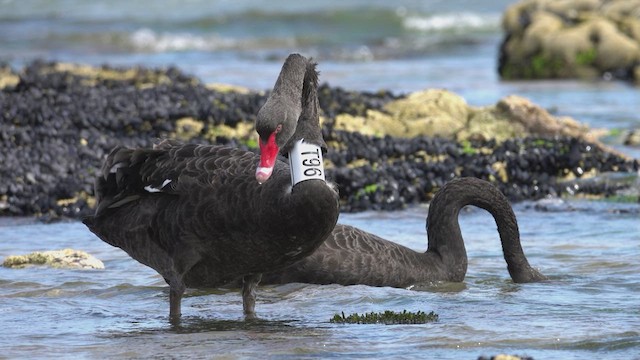 Black Swan - ML623466881