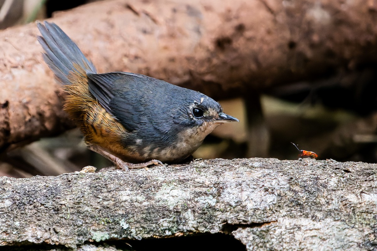 White-breasted Tapaculo - ML623466945