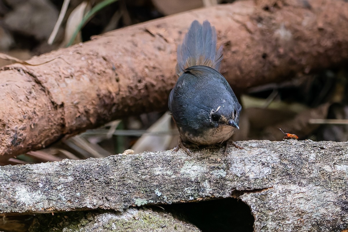 White-breasted Tapaculo - ML623466961