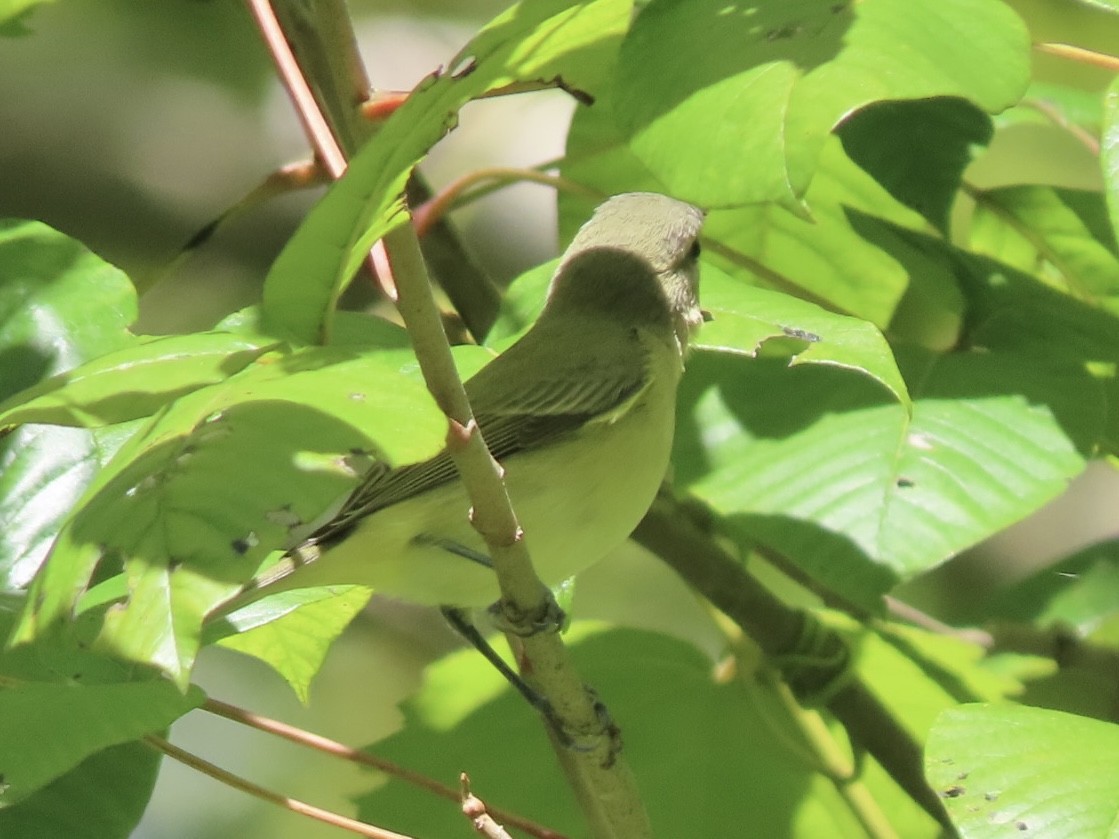 Philadelphia Vireo - ML623467001