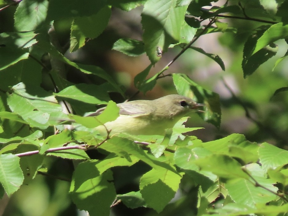 Philadelphia Vireo - ML623467002