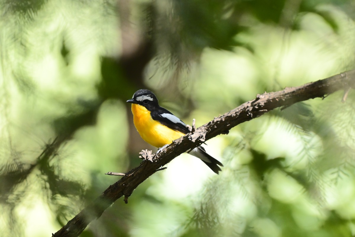 Yellow-rumped Flycatcher - Yushu Liu