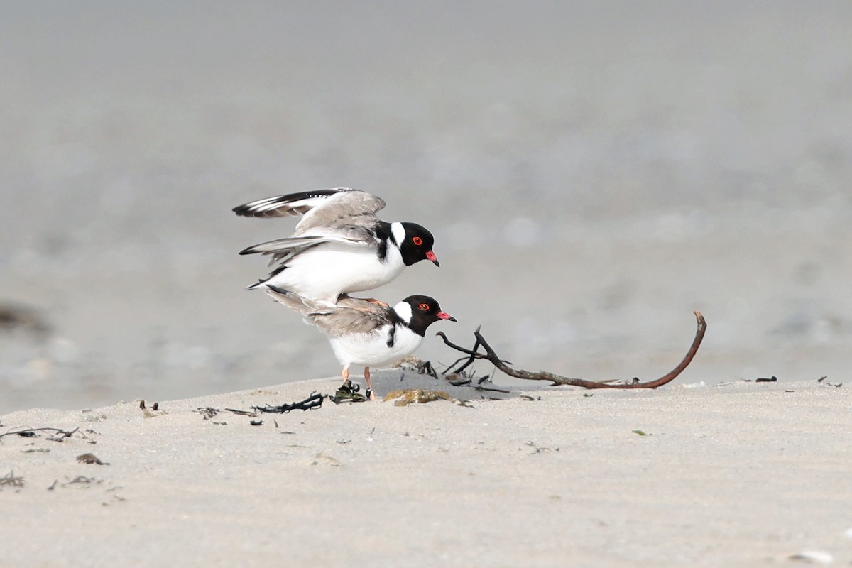 Hooded Plover - Roksana and Terry