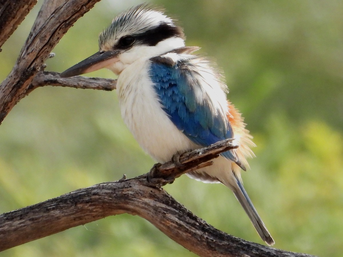 eBird Checklist - 8 Sep 2024 - Mount Korong Nature Conservation Reserve ...