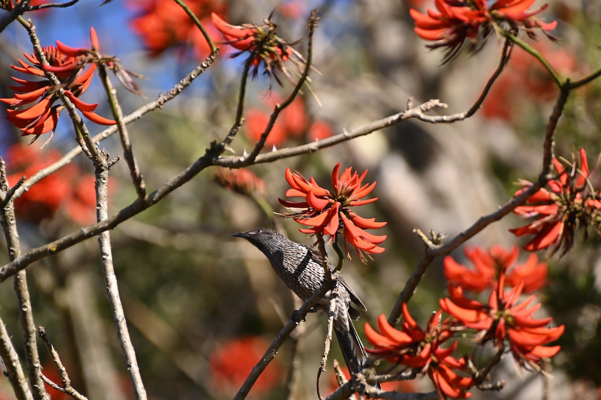 Little Wattlebird - ML623467112