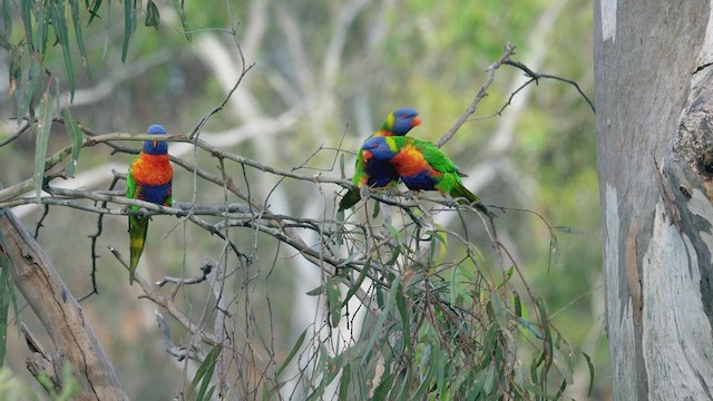 Rainbow Lorikeet - ML623467126