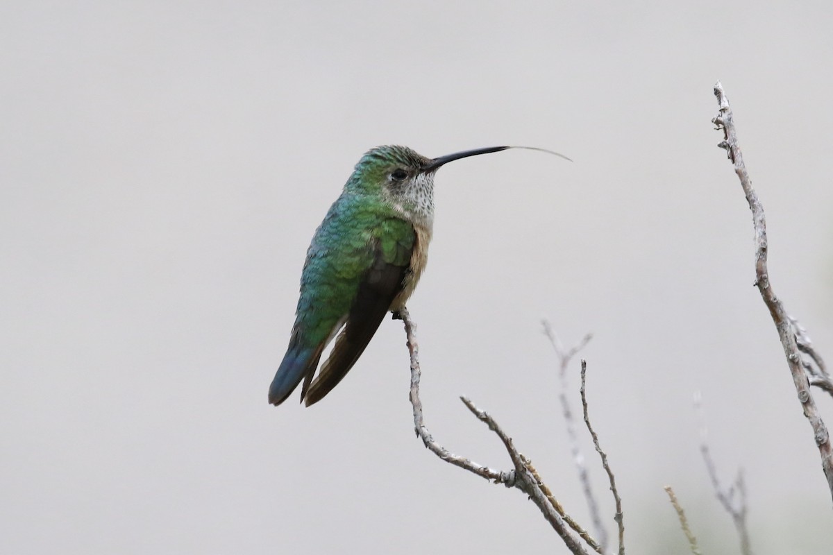 Broad-tailed Hummingbird - ML623467148