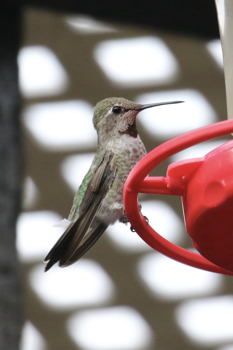 Anna's Hummingbird - ML623467167