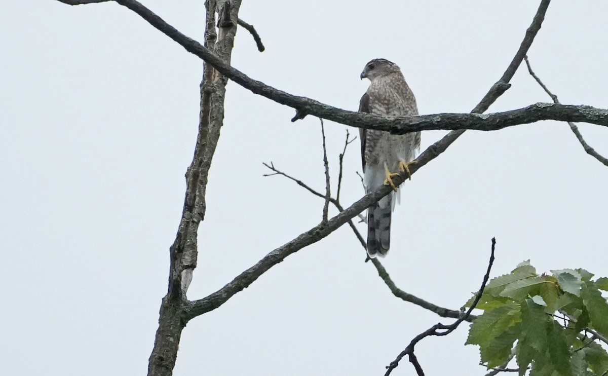 Cooper's Hawk - ML623467169