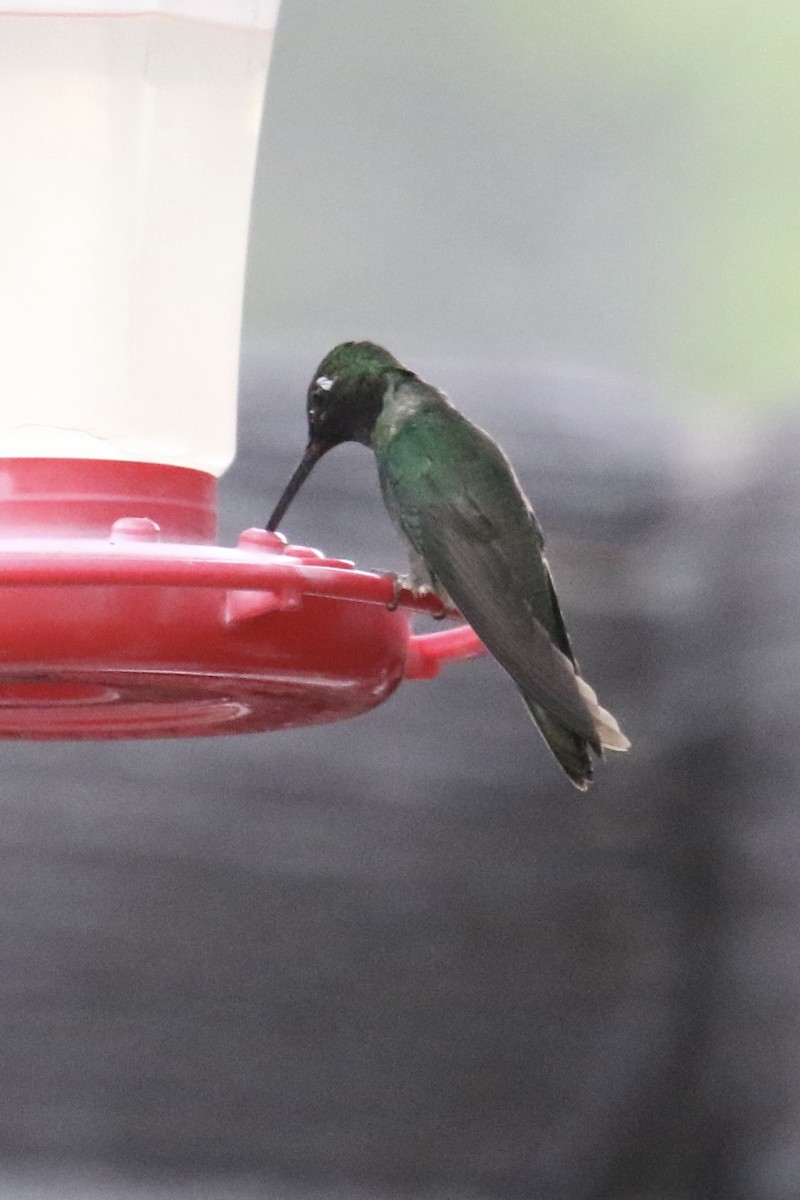 Rivoli's Hummingbird - ML623467178