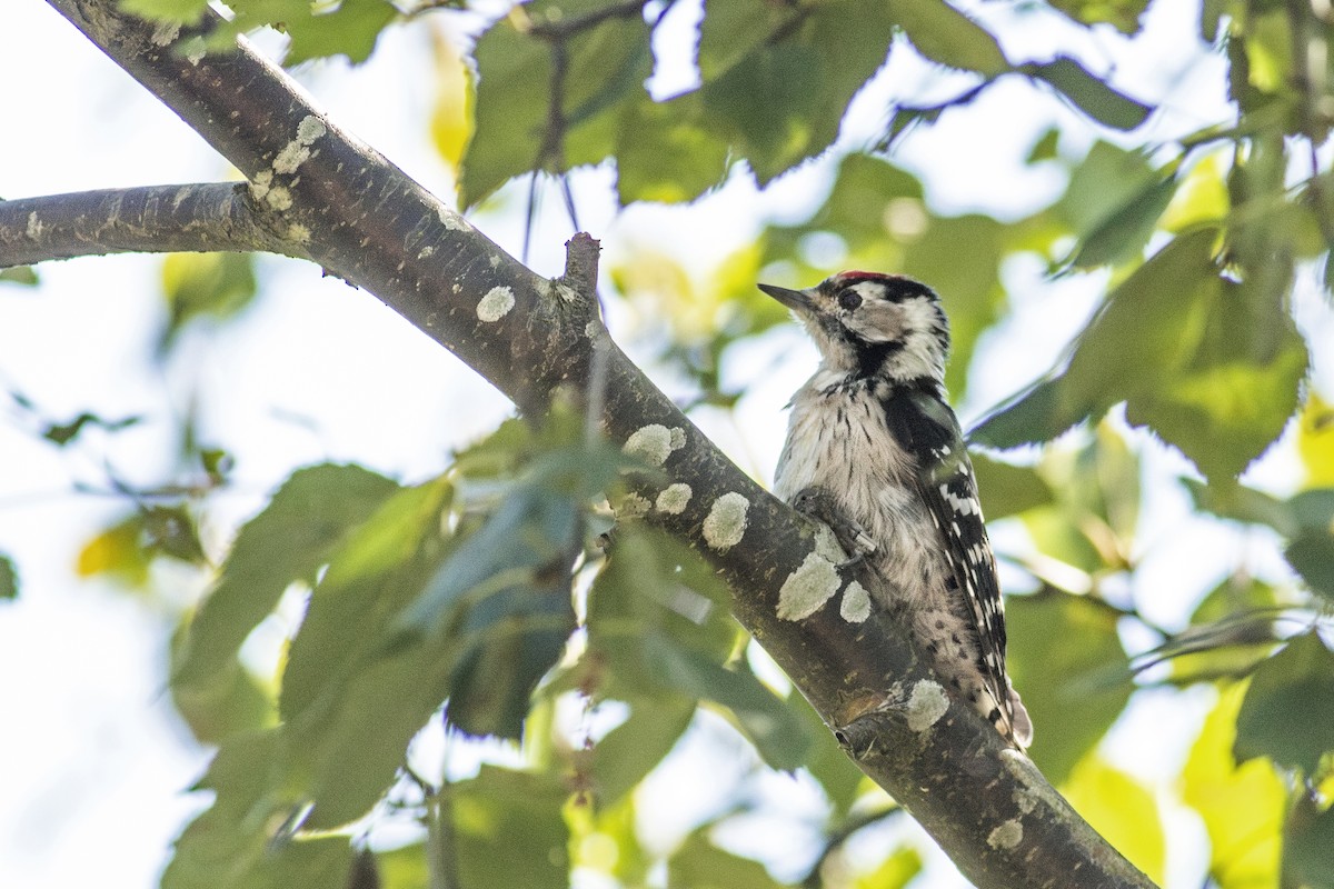 Lesser Spotted Woodpecker - ML623467228