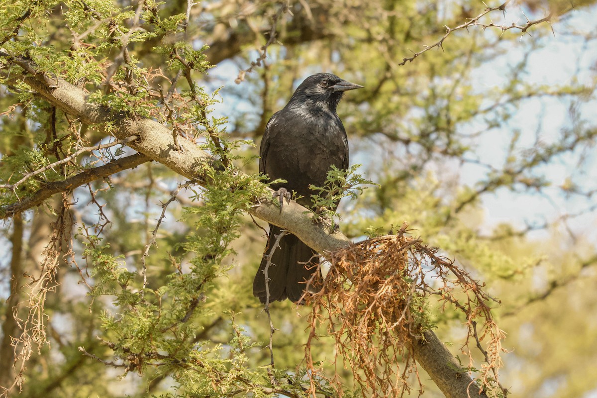 Austral Blackbird - ML623467247