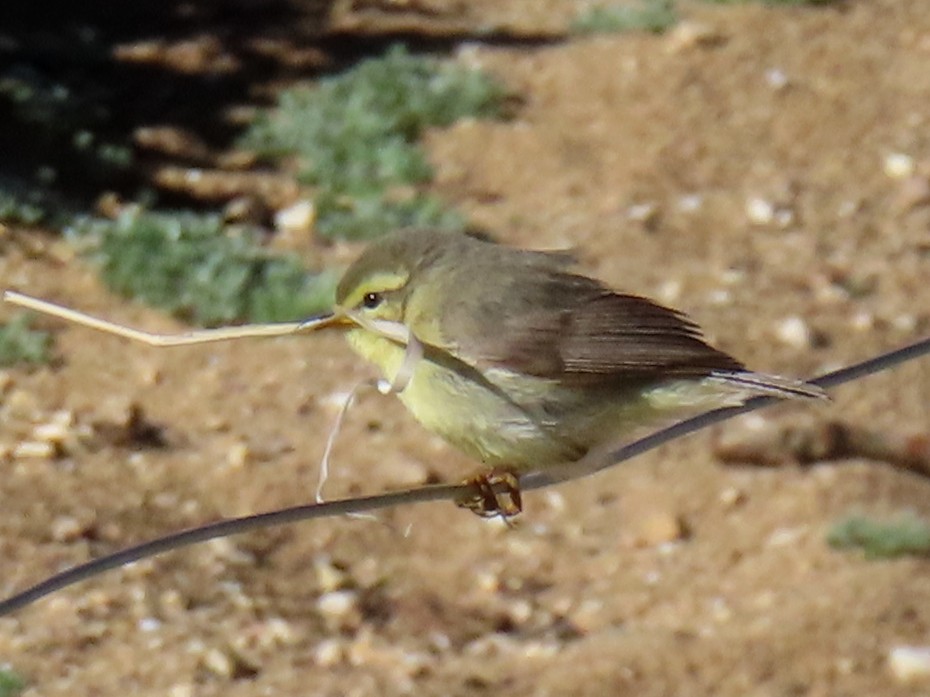 Mosquitero de Tickell/de Quinghai - ML623467259