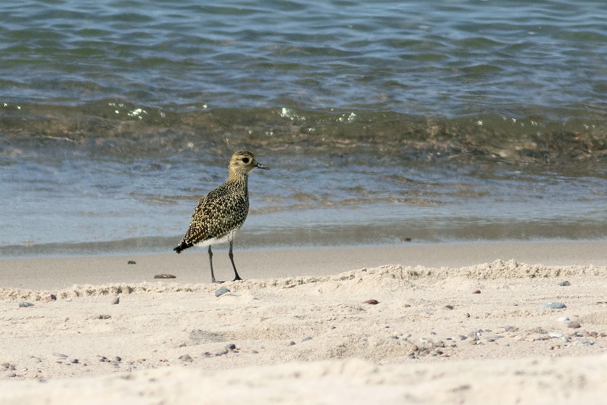 European Golden-Plover - ML623467275