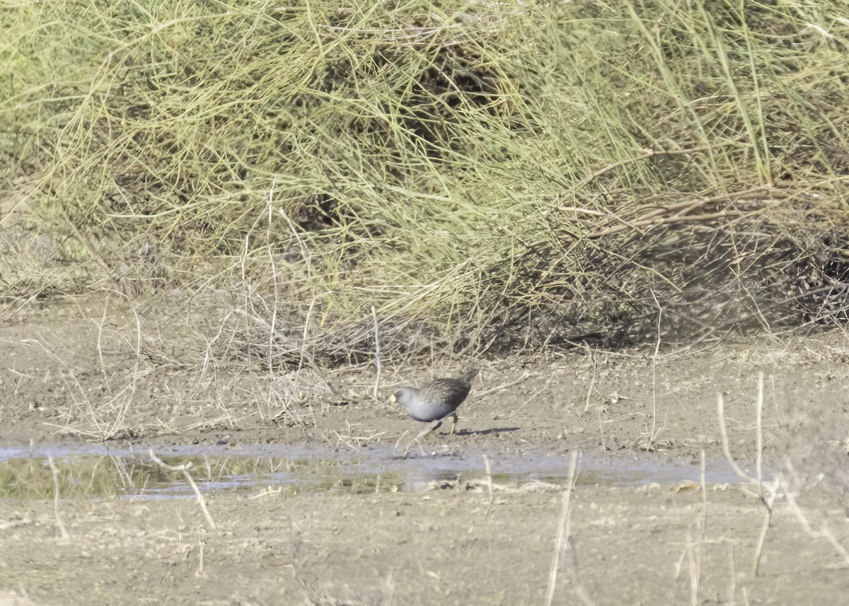 Australian Crake - ML623467300