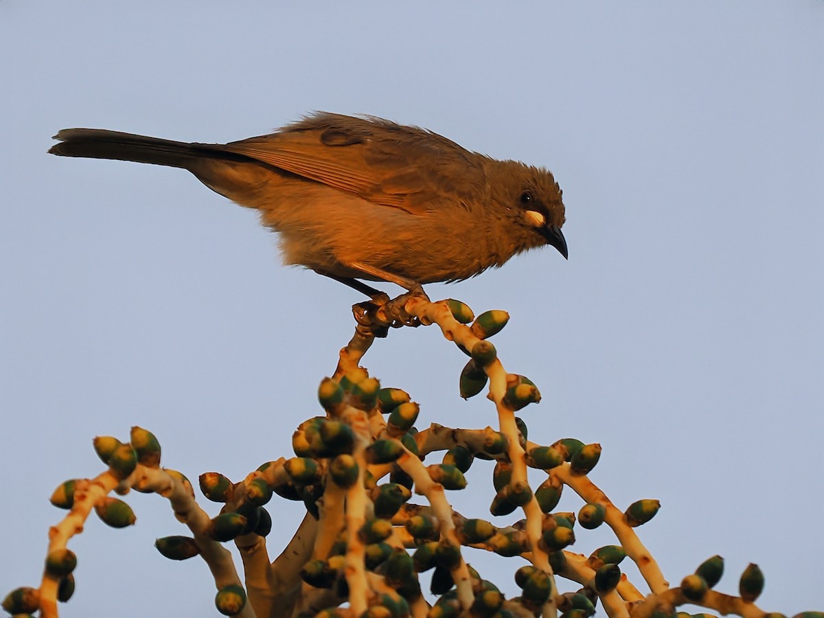 White-gaped Honeyeater - ML623467303