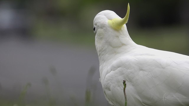 Cacatoès à huppe jaune - ML623467315