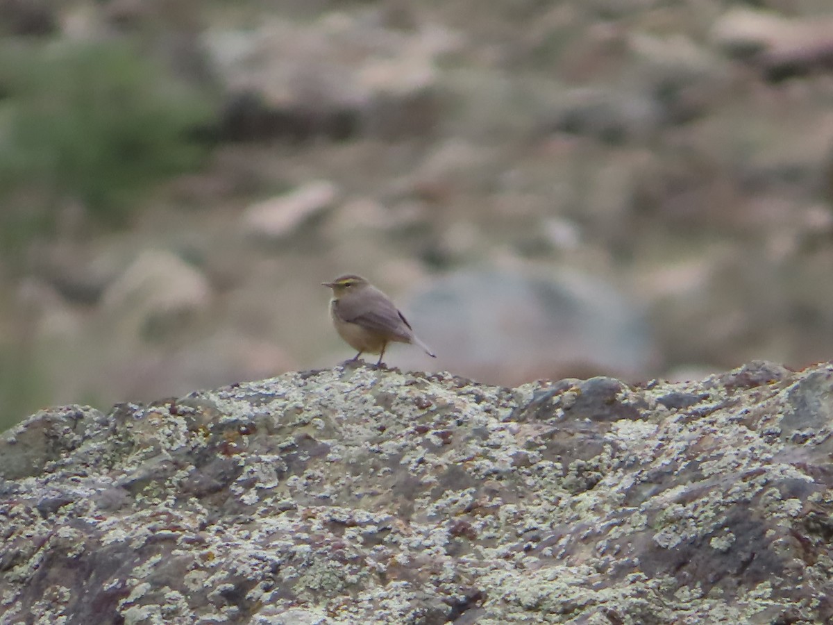 Sulphur-bellied Warbler - ML623467323