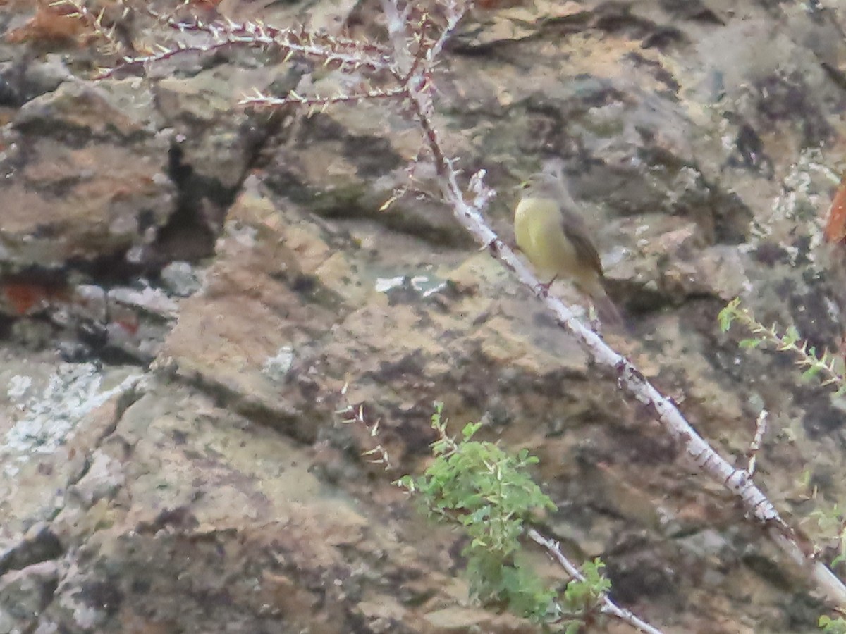 Sulphur-bellied Warbler - ML623467331