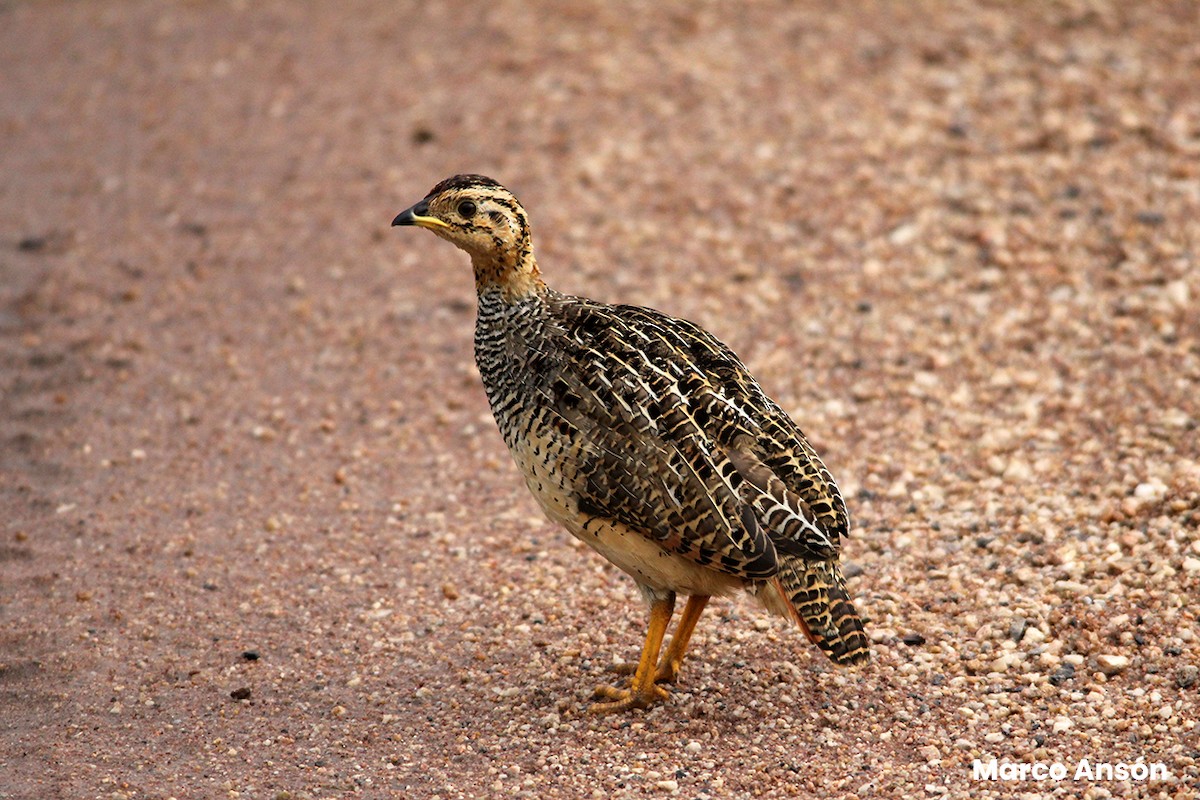 Coqui Francolin - ML623467365