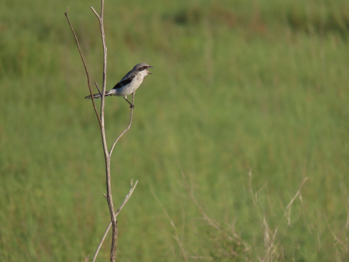 Loggerhead Shrike - ML623467371