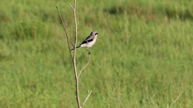 Loggerhead Shrike - ML623467372