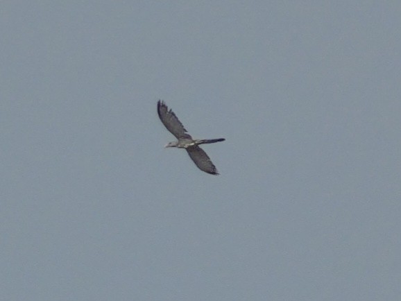 Channel-billed Cuckoo - ML623467397