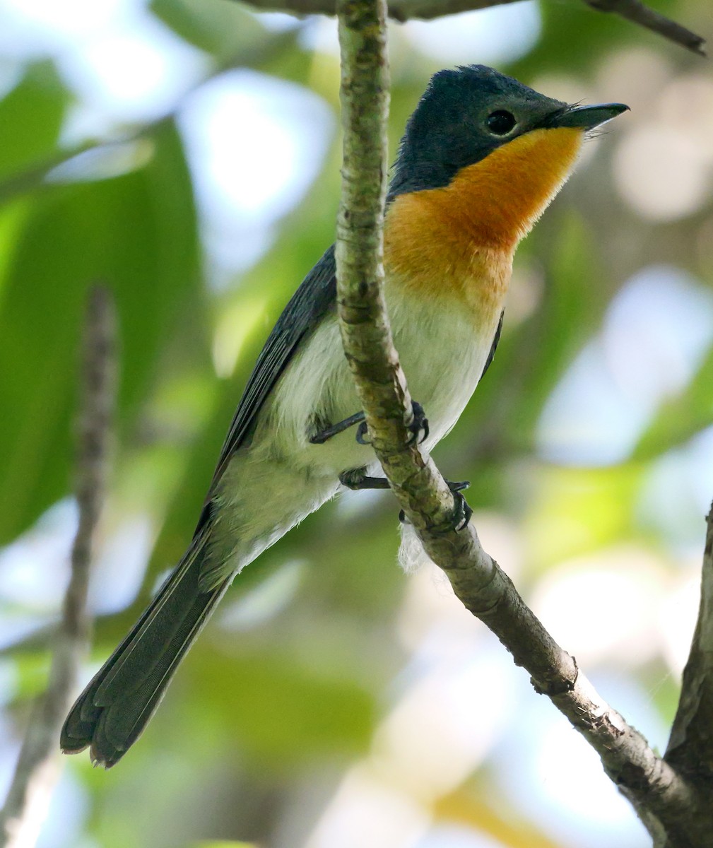 Broad-billed Flycatcher - Roger Horn