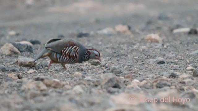 Barbary Partridge - ML623467427