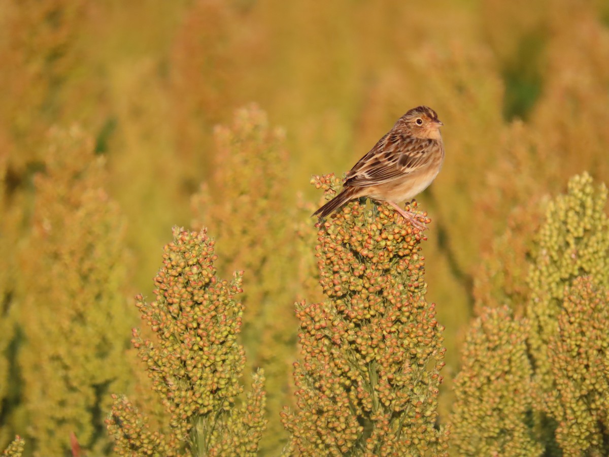 Grasshopper Sparrow - ML623467428