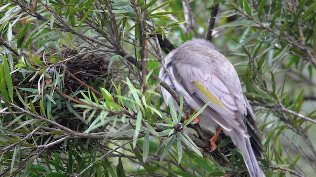 Noisy Miner - ML623467470