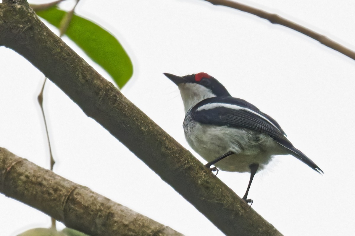 Brown-throated Wattle-eye - FELIX-MARIE AFFA'A