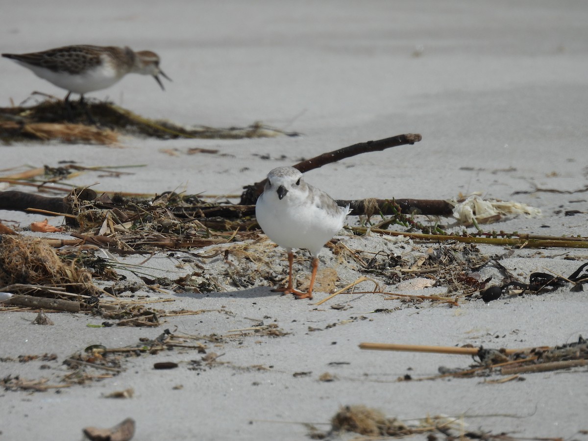 Piping Plover - ML623467529