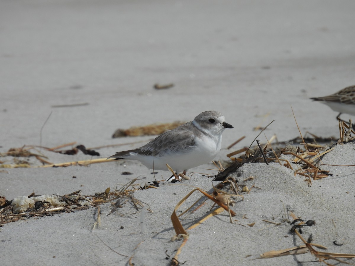 Piping Plover - ML623467530