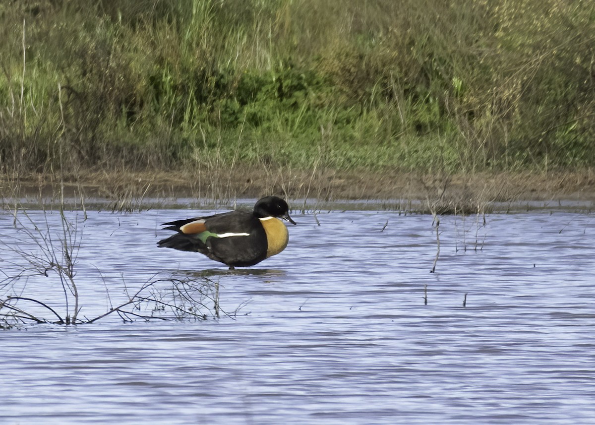 Australian Shelduck - Marlene Lyell