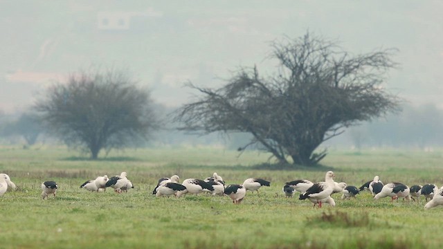 Andean Goose - ML623467599