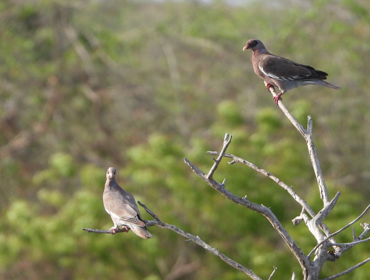 Bare-eyed Pigeon - ML623467623