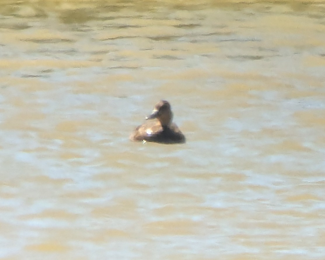 American Black/Mottled Duck - ML623467632