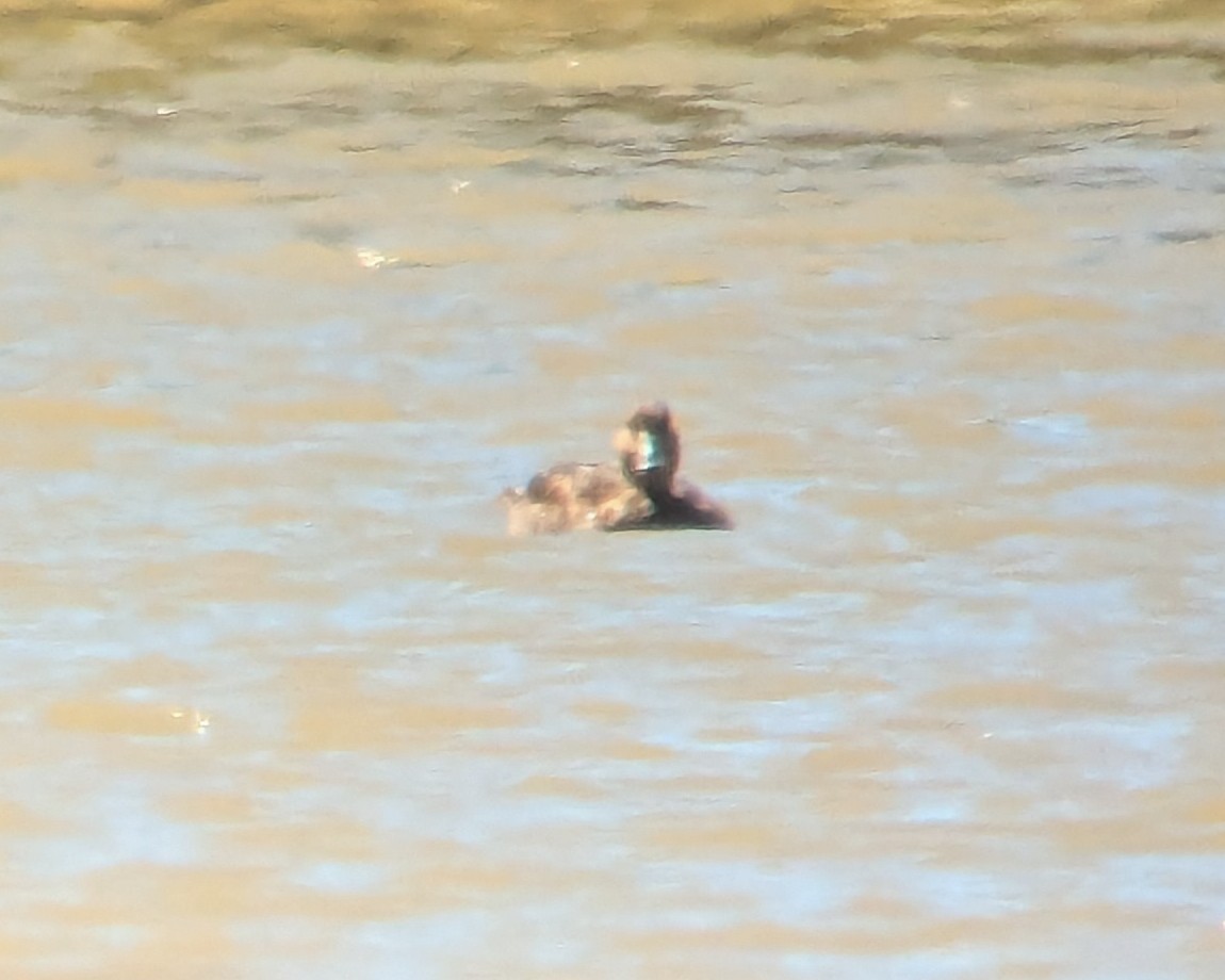 American Black/Mottled Duck - ML623467633