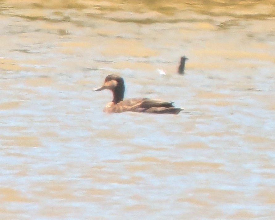 American Black/Mottled Duck - ML623467634