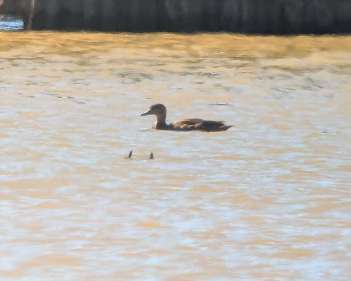 Canard noir ou C. brun - ML623467635